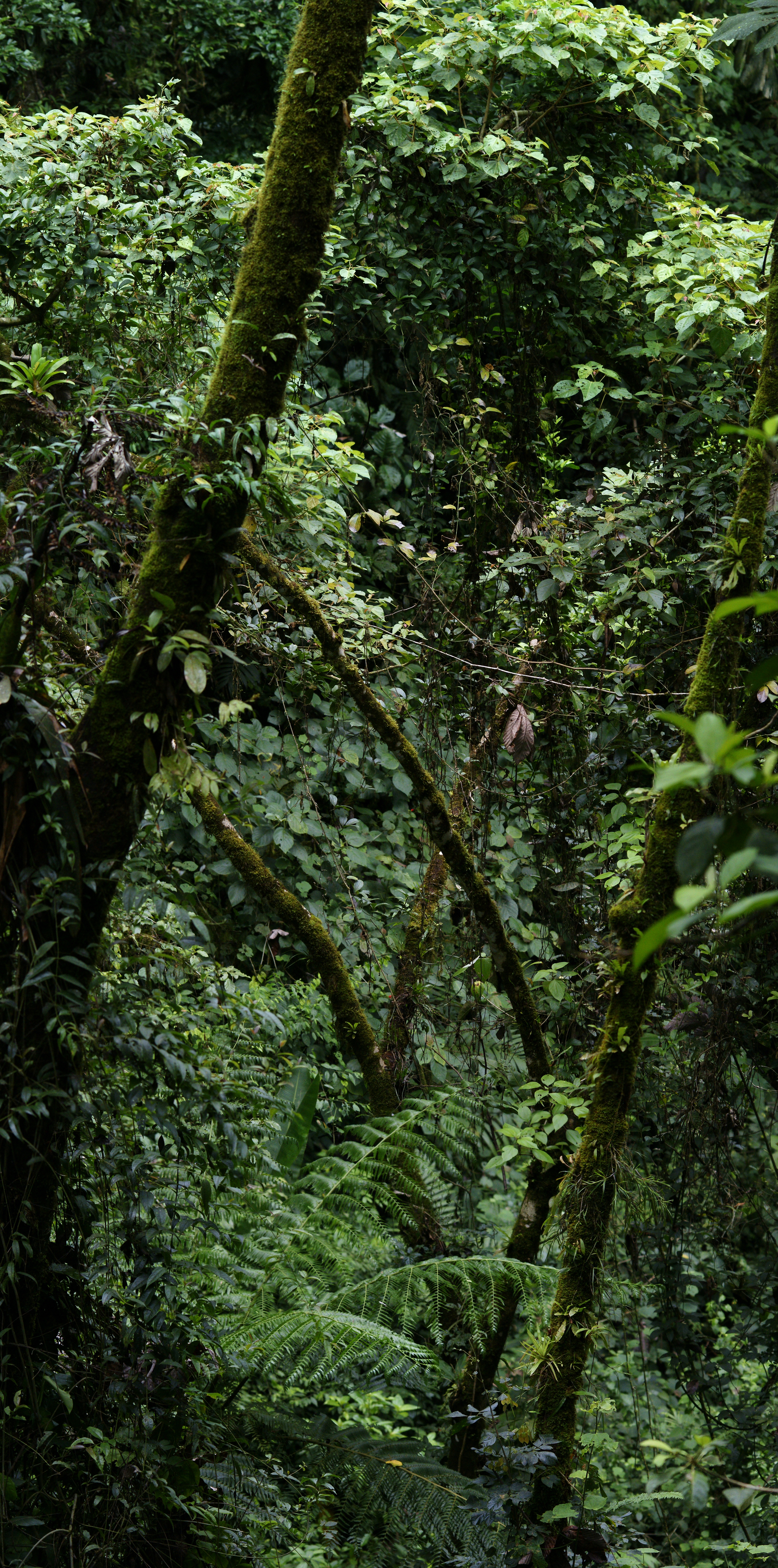 Hutan hujan di Kosta Rika