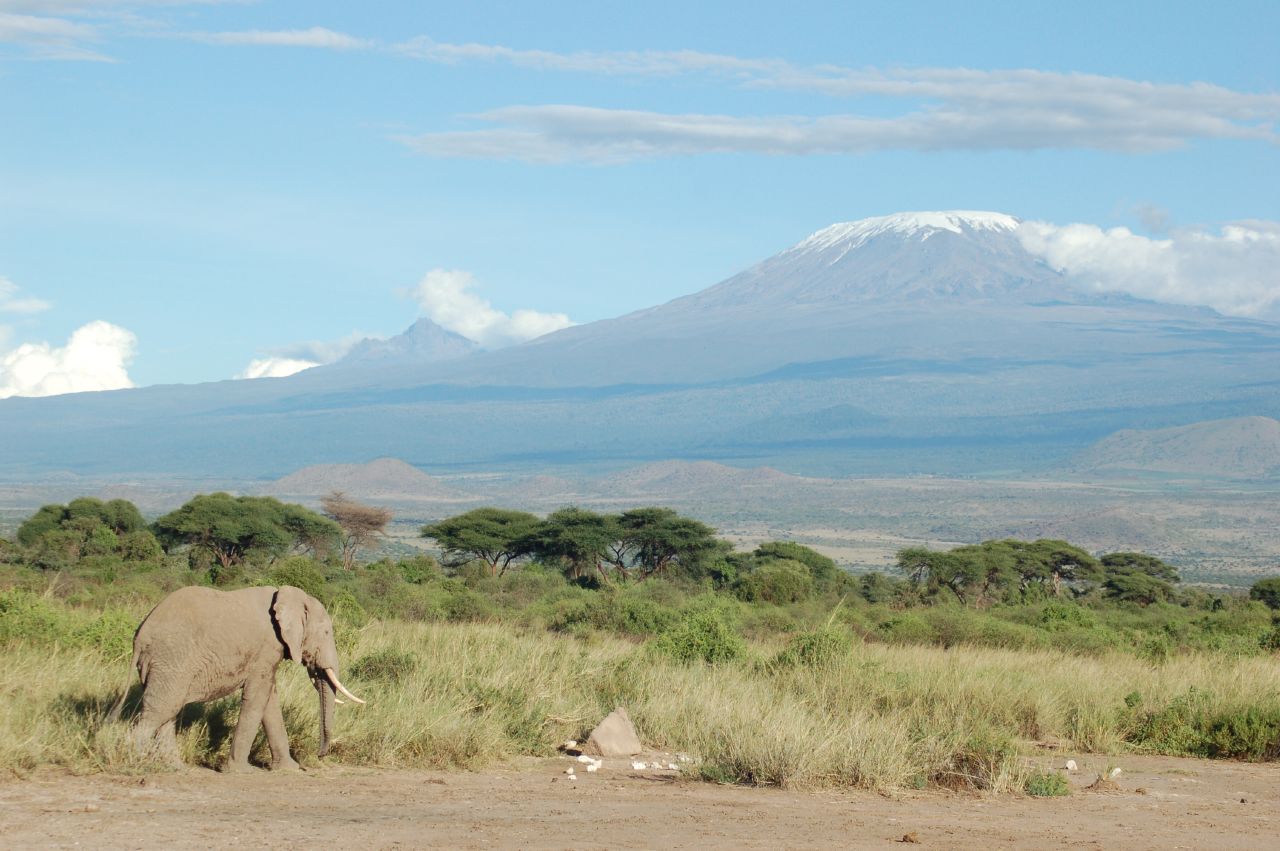 Seekor gajah melintas di dekat Gunung Kilimanjaro yang tertutup salju