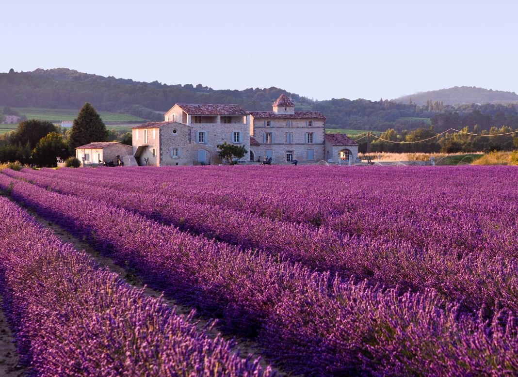 Ladang lavender di Provence, contoh wilayah dengan iklim Mediterania.