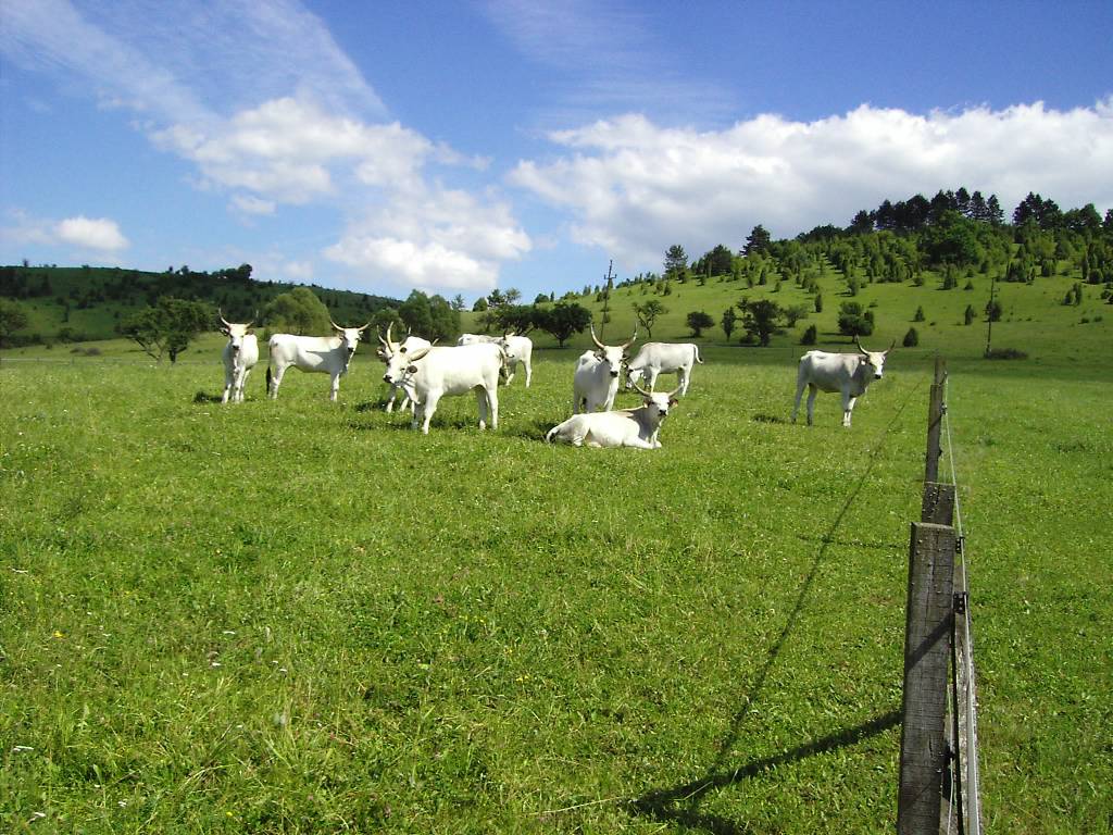 A herd of Hungarian Grey cattle, a traditional and protected livestock breed, in Szinpetri.