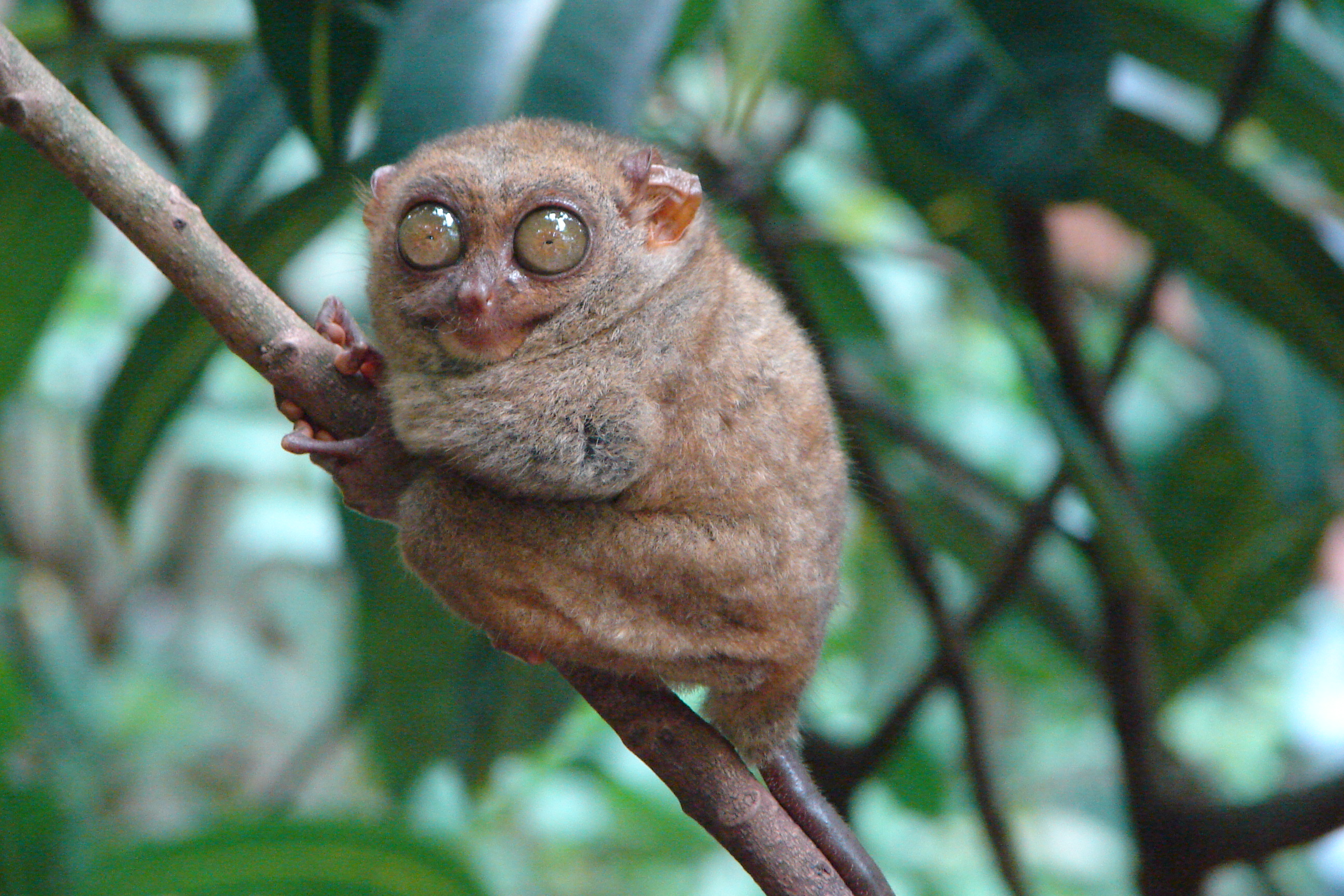 The Philippine tarsier (Tarsius syrichta), one of the smallest known primates, is endemic to the southern Philippines.