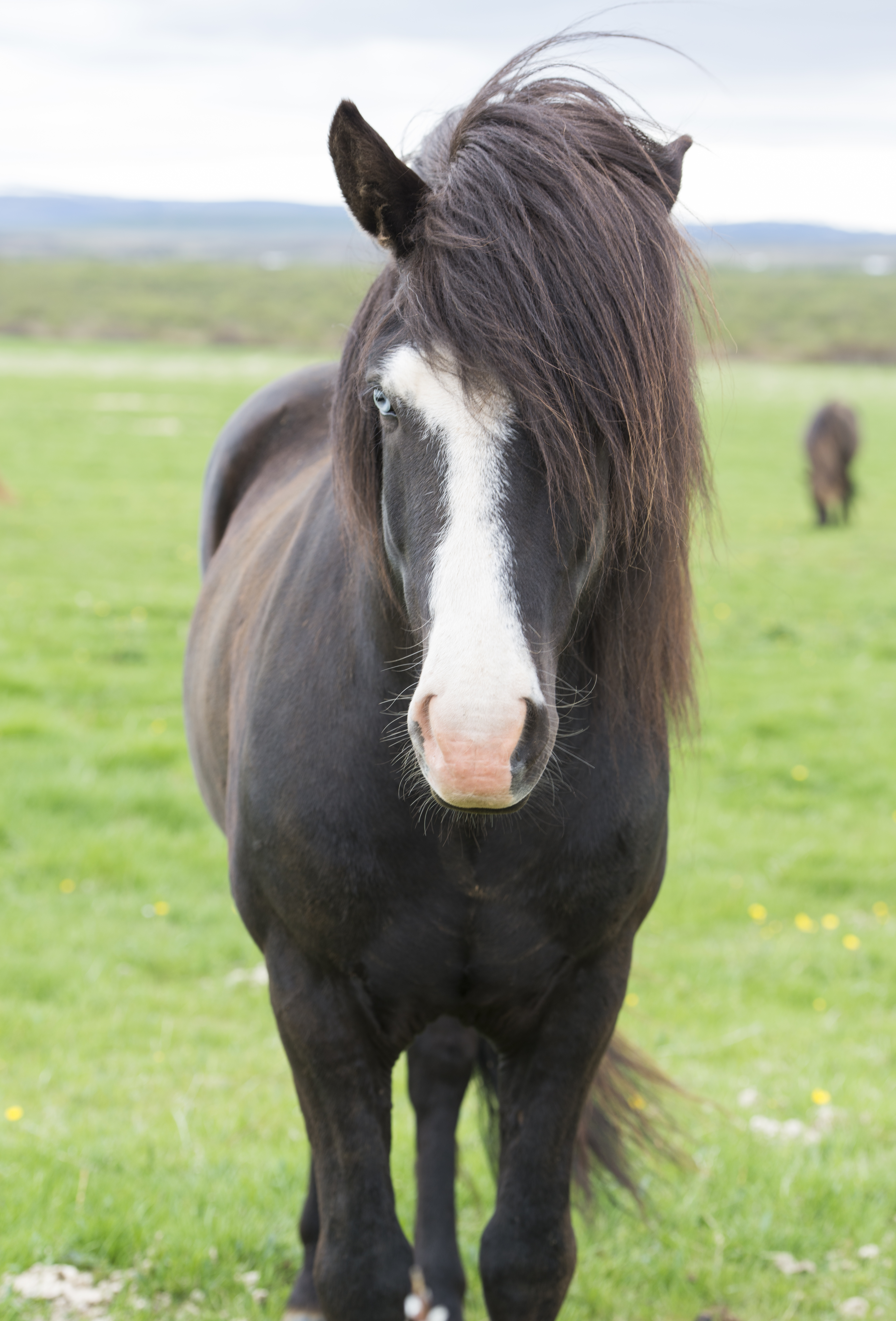 アイスランド馬