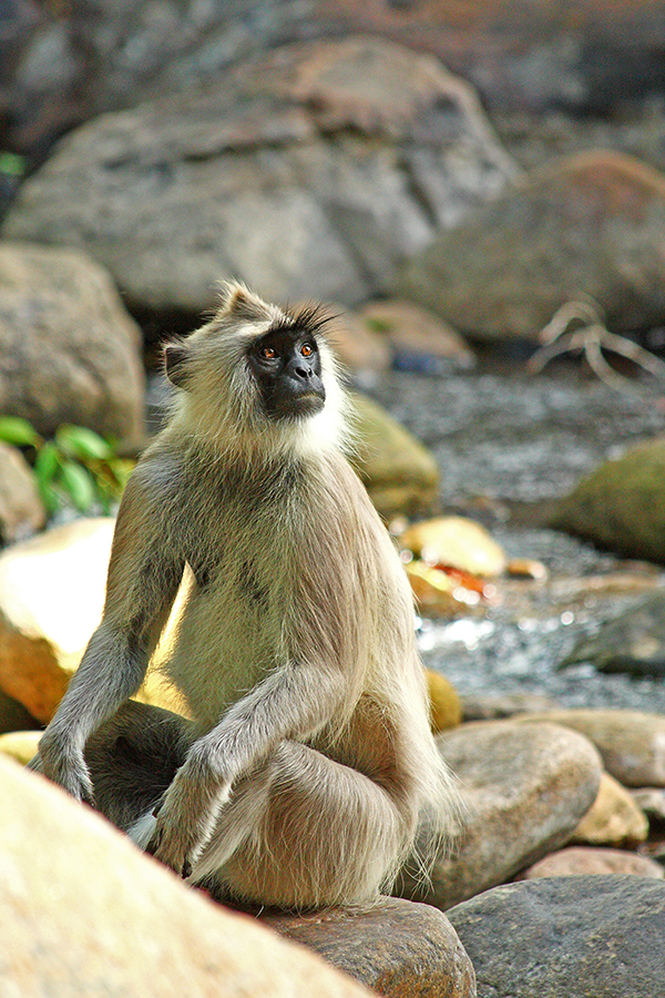 Voọc xám Hanuman.