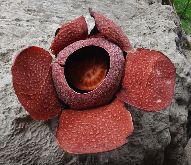 Rafflesia speciosa, a species of Rafflesia endemic to the island of Panay.