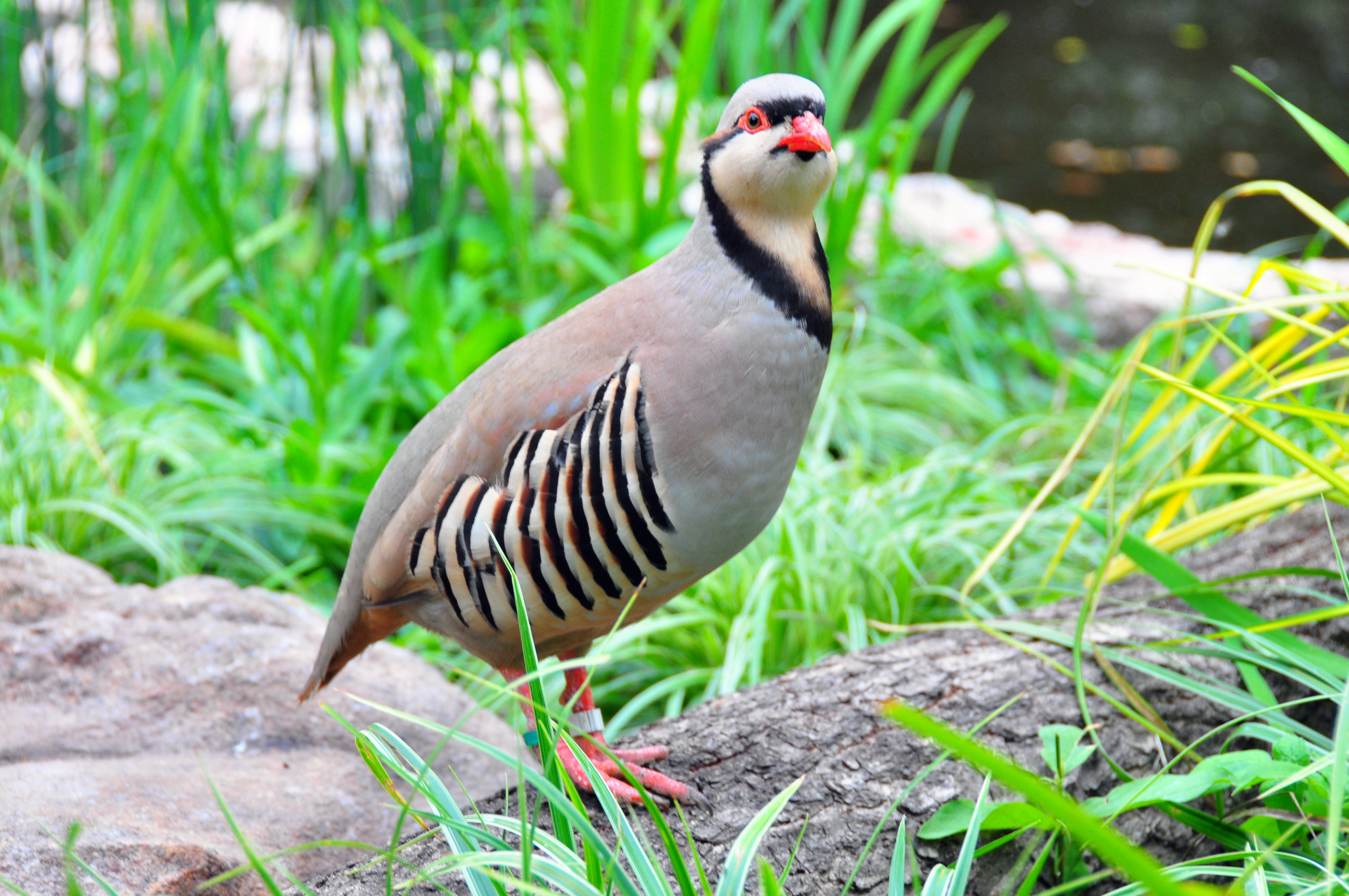 国鳥のイワシャコ