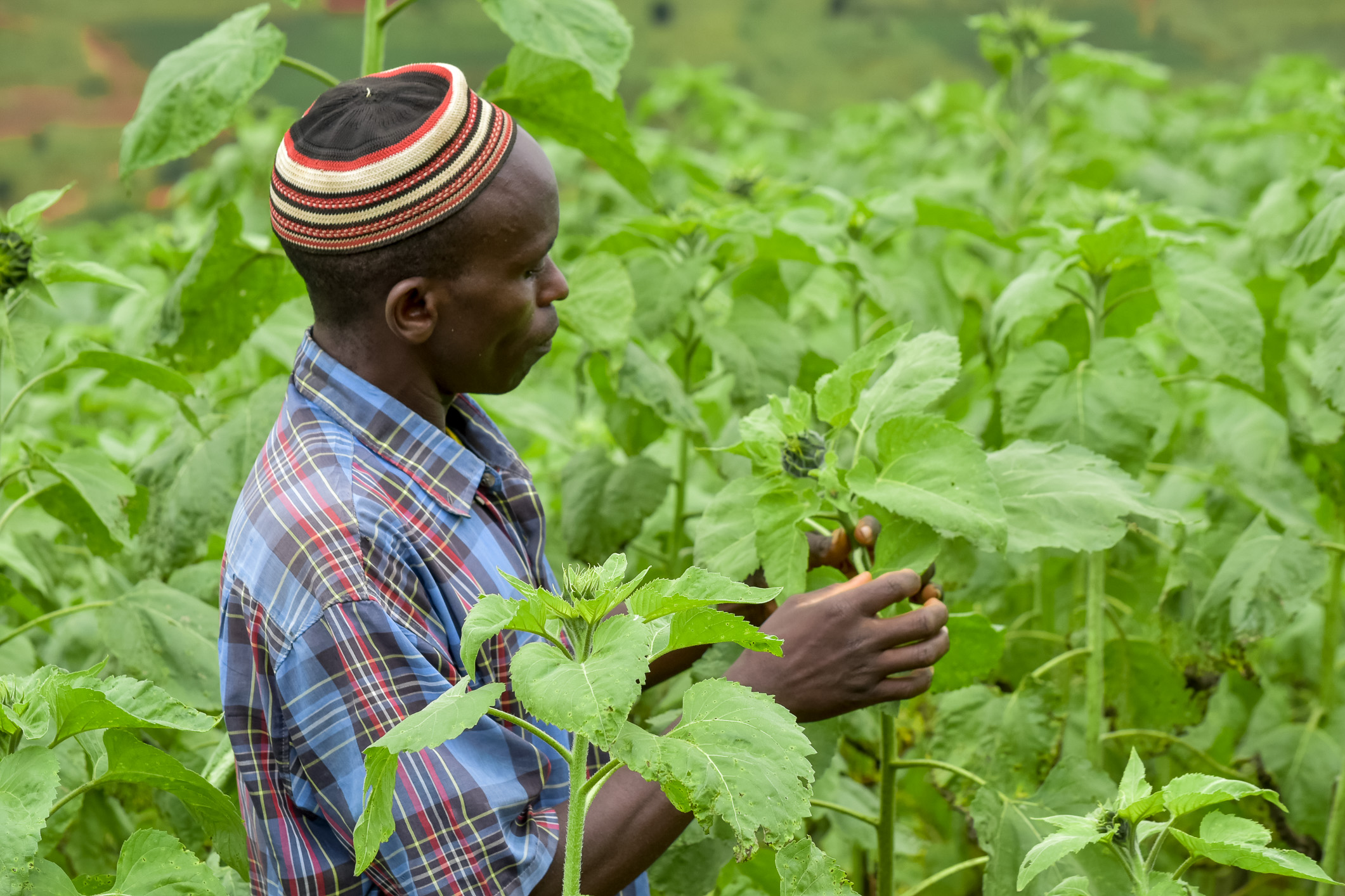 Trồng cây ở Tanzania