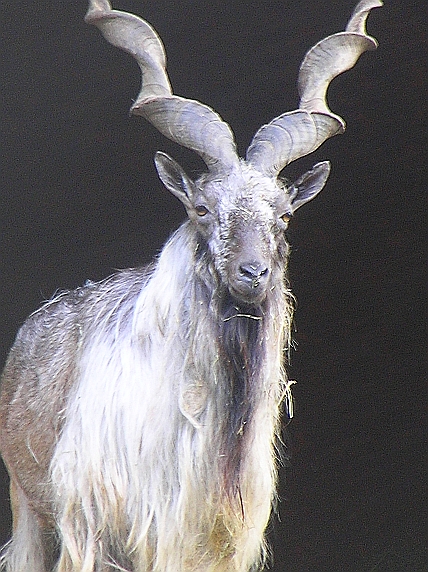 Markhor (Capra falconeri)