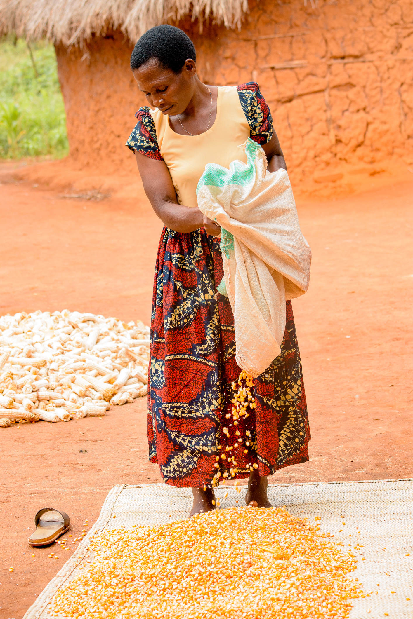 Thu hoạch ngô ở Tanzania