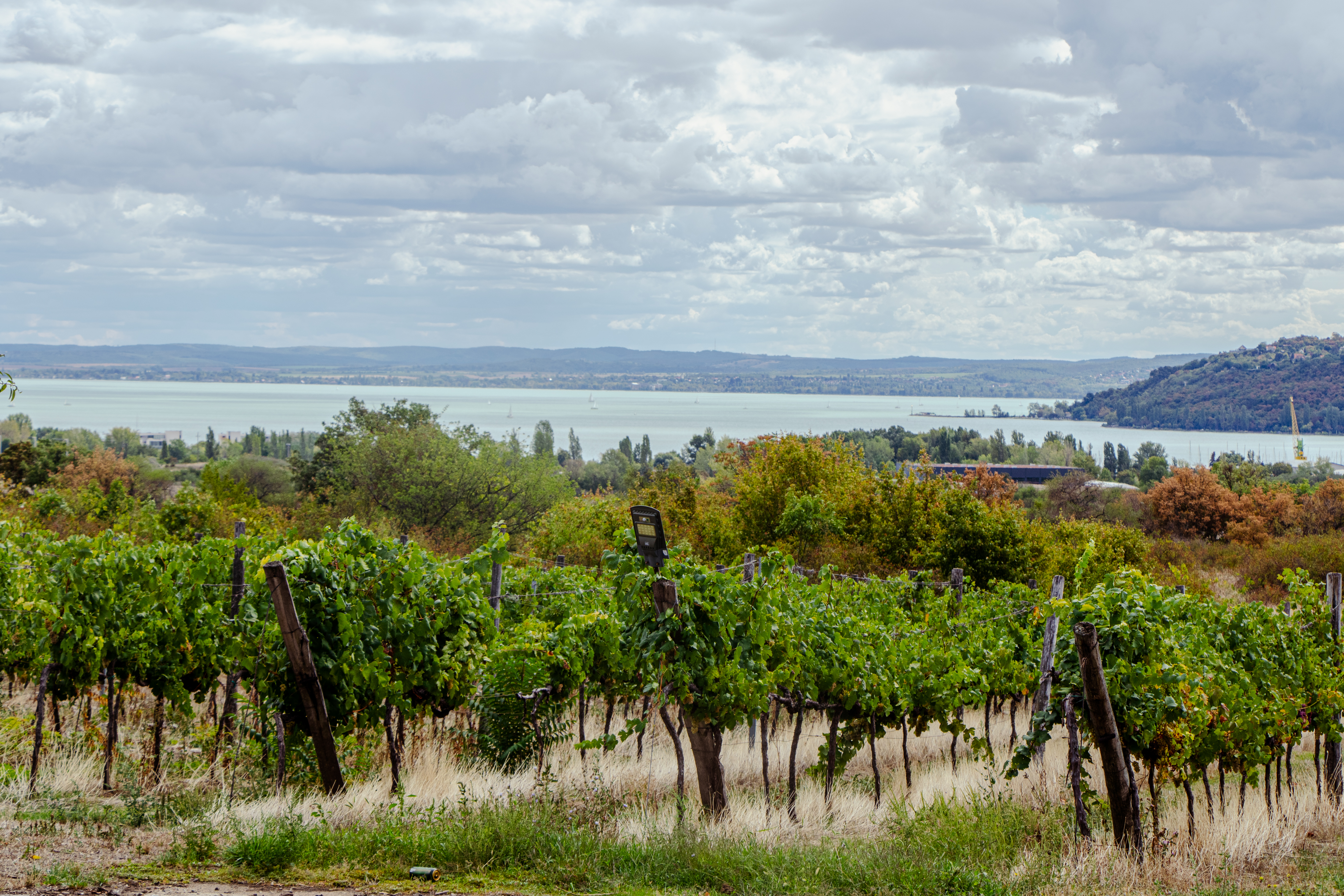 สวนองุ่นในเมืองบอลอโตนฟือแร็ด (Balatonfüred) ประเทศฮังการี