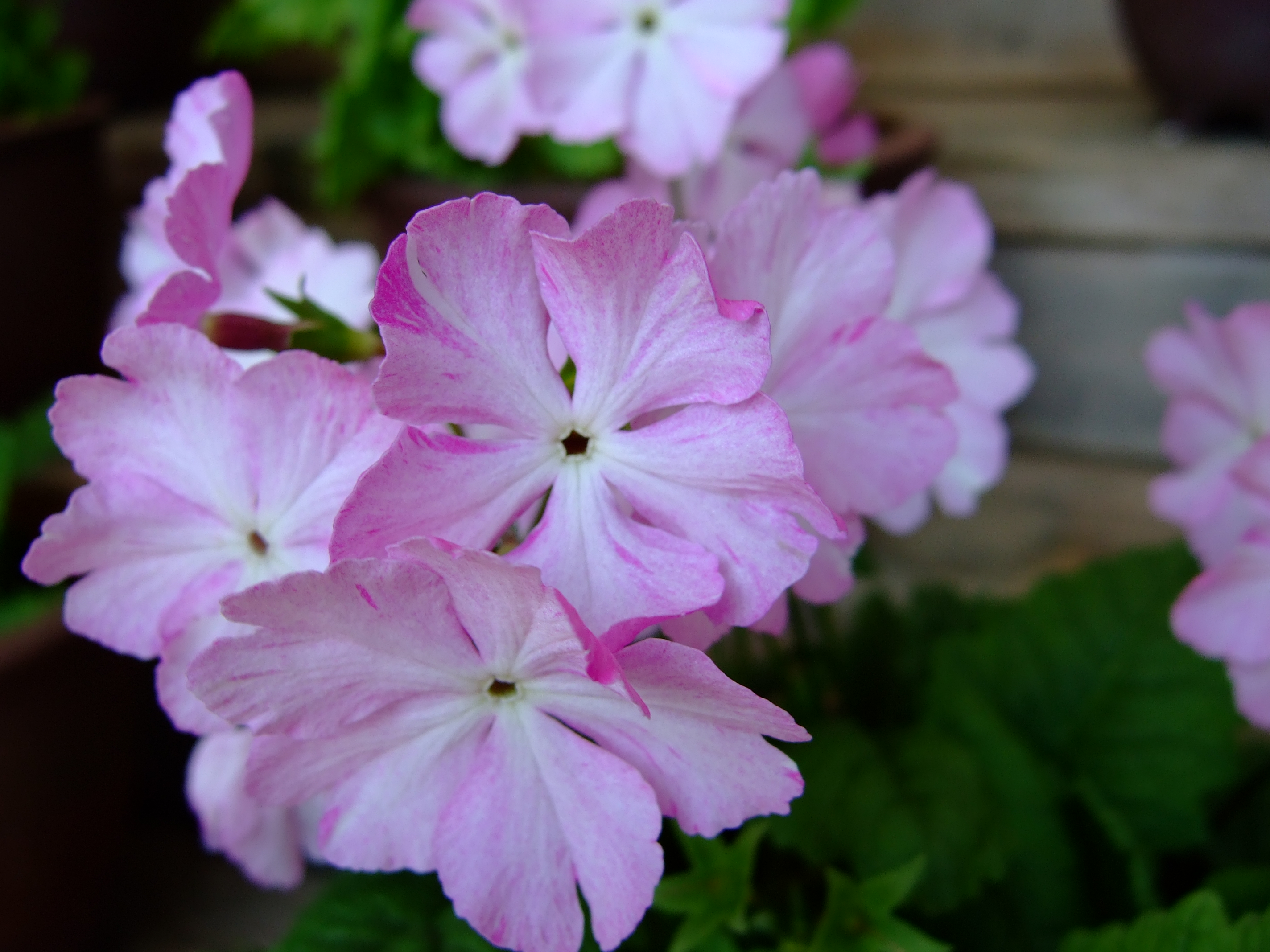 ดอก Primula sieboldii