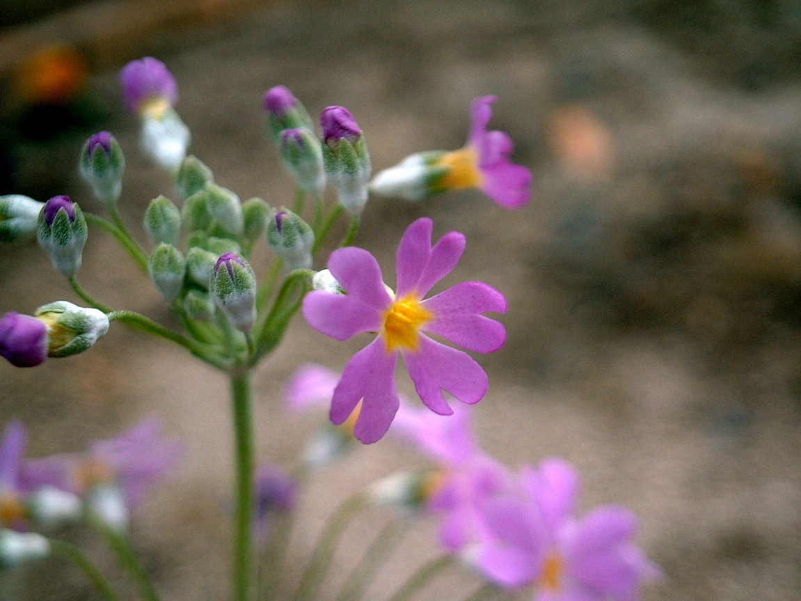 サクラソウ(Primula sieboldii)