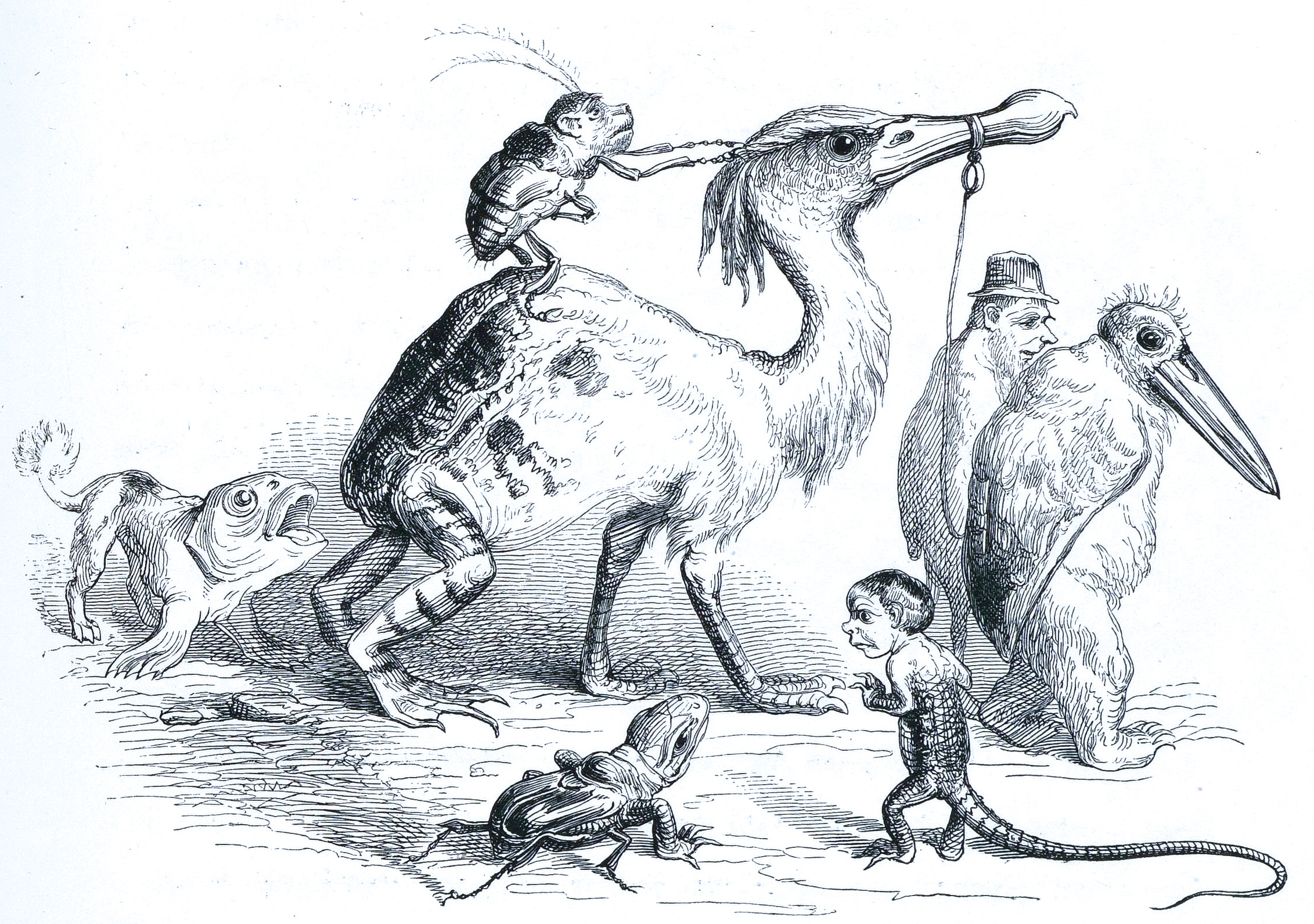 『양서류 낙타』(An Amphibious Dromedary영어)