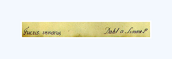 Catalog strip from the former Linnaeus