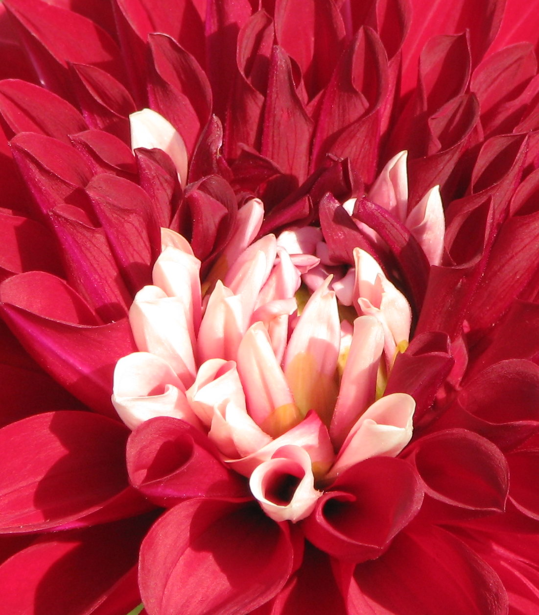 Dahlia, the flower named after Anders Dahl.